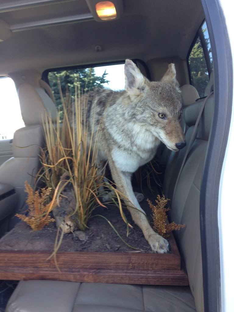 Finally I got my coyote mount back. PredatorMasters Forums