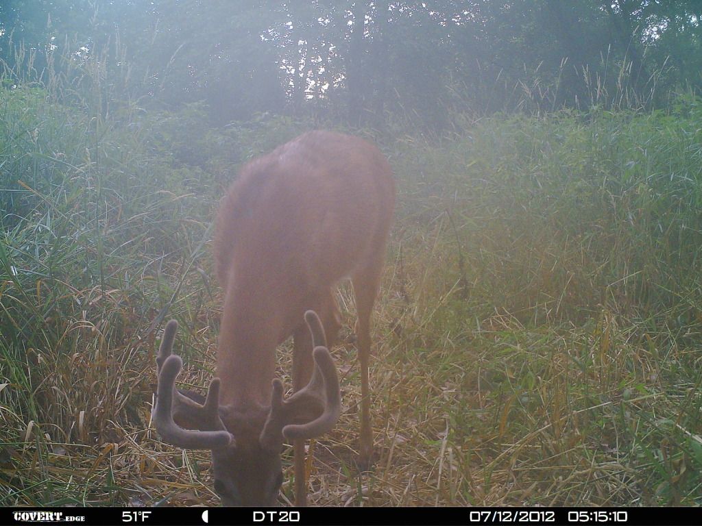 http://i1224.photobucket.com/albums/ee361/droptine20/deer7-18-12099.jpg