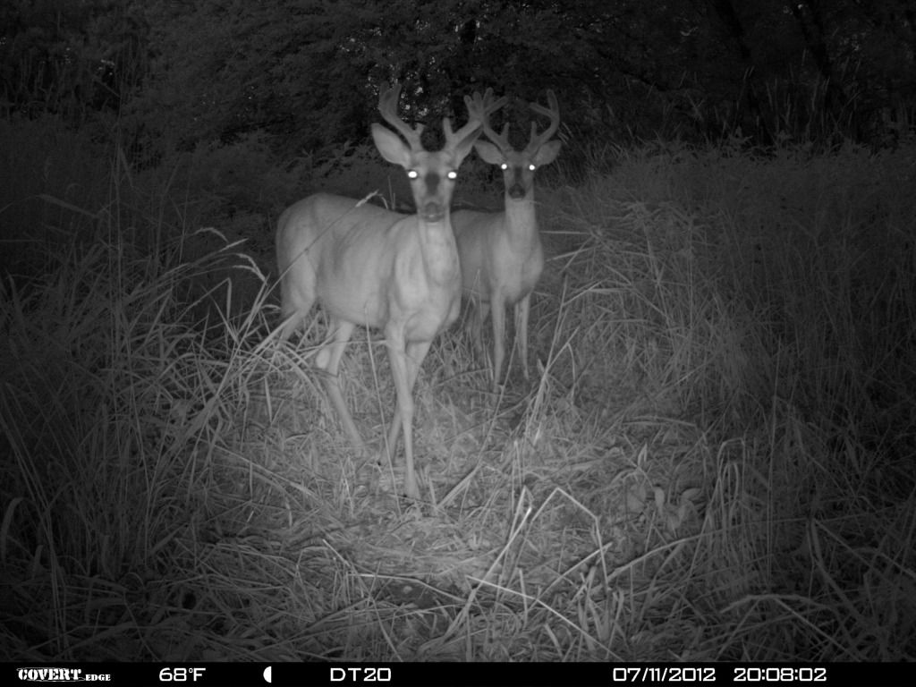 http://i1224.photobucket.com/albums/ee361/droptine20/deer7-18-12111.jpg
