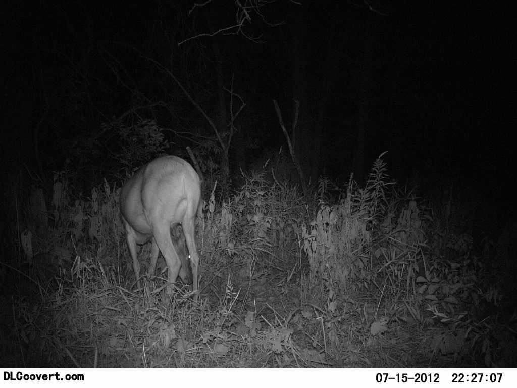 http://i1224.photobucket.com/albums/ee361/droptine20/deer7-18-12119.jpg