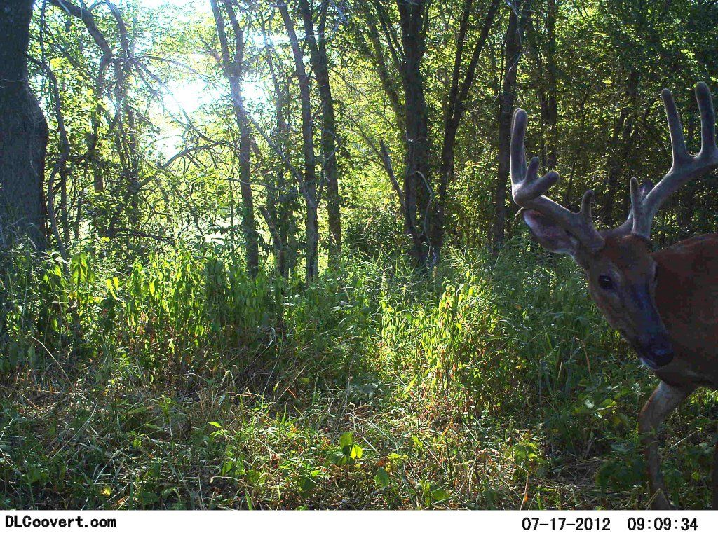 http://i1224.photobucket.com/albums/ee361/droptine20/deer7-18-12152.jpg