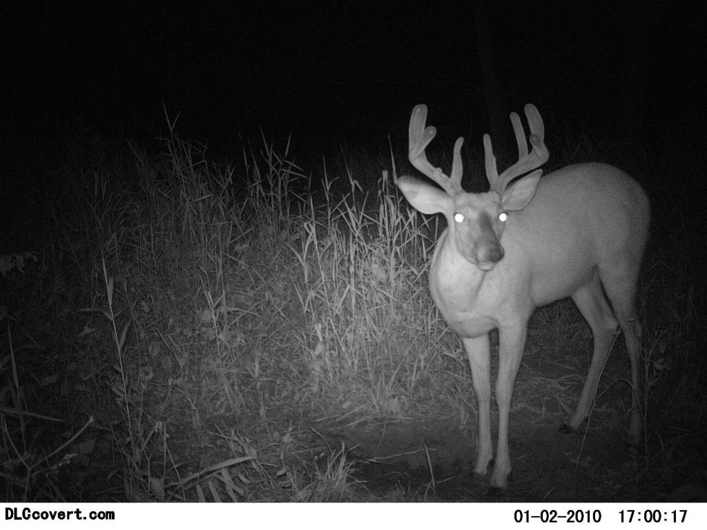 http://i1224.photobucket.com/albums/ee361/droptine20/deer7-18-12239.jpg