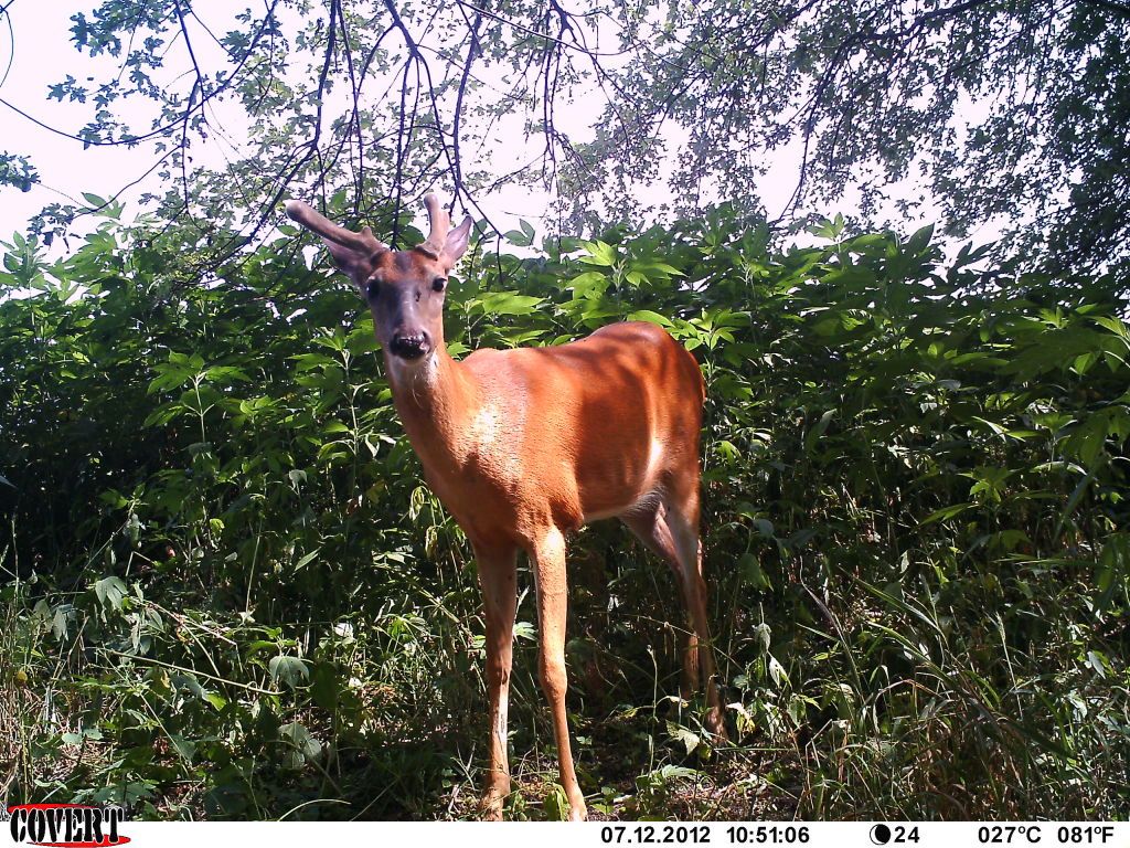 http://i1224.photobucket.com/albums/ee361/droptine20/deer7-18-12295.jpg