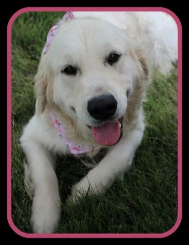 snow angel retrievers