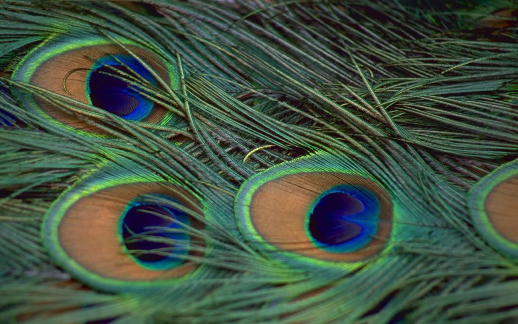 peacock feathers