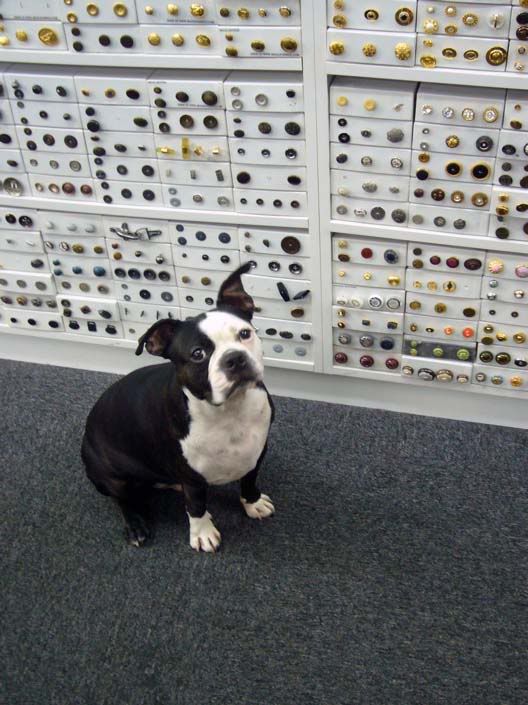 Swatches, Mood Fabrics' Dog Mood Fabrics' doggy Swatches - NYC. The Mood mascot, Swatches roams the store and is perfectly at home. What a cute little dog!