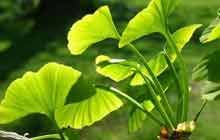 Tính vị, quy kinh và cấm kị của thuốc đông dược