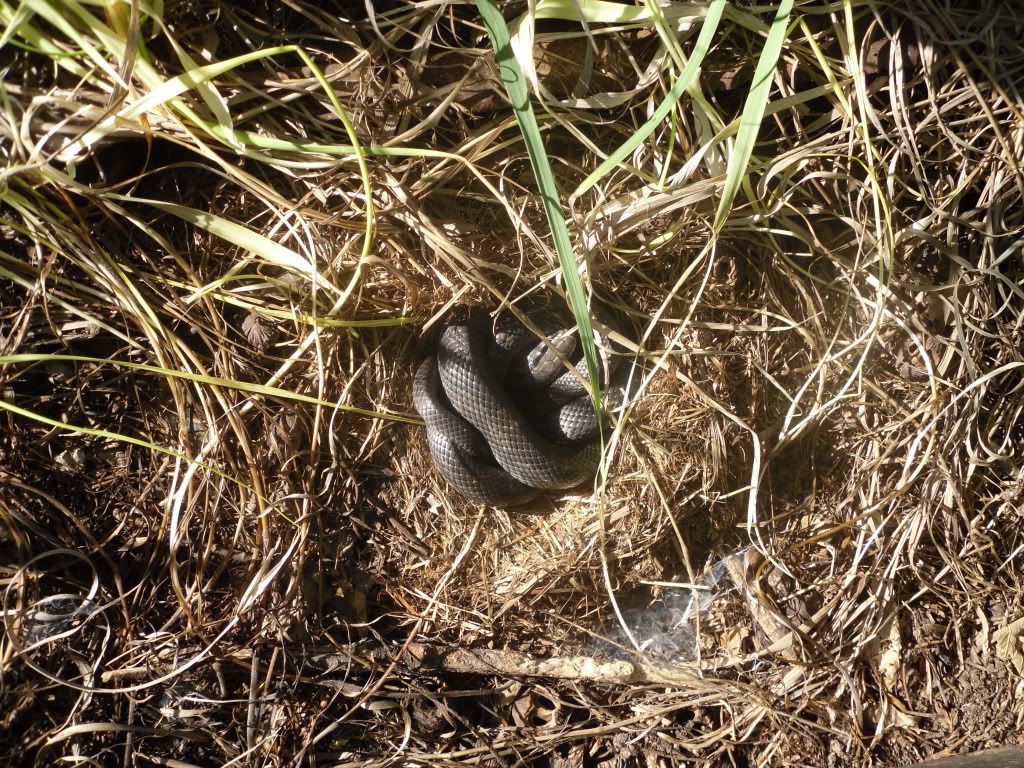 field mouse nest