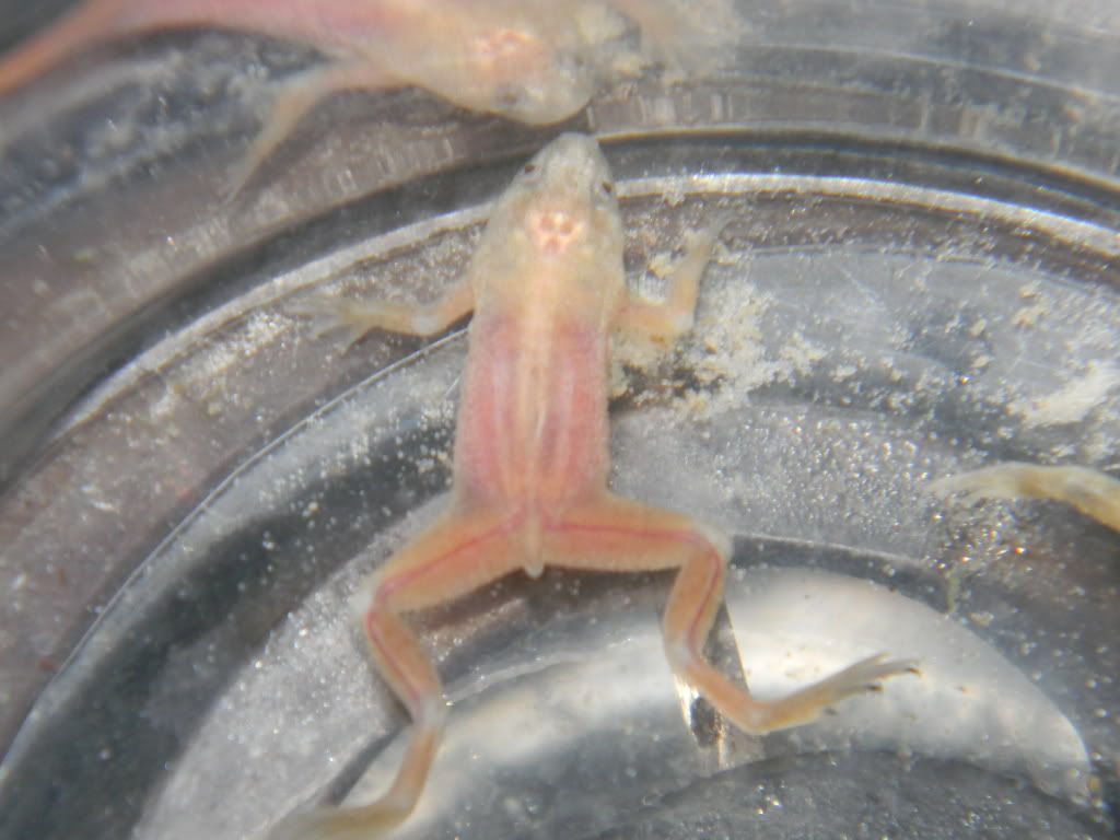 Albino Dwarf Frog