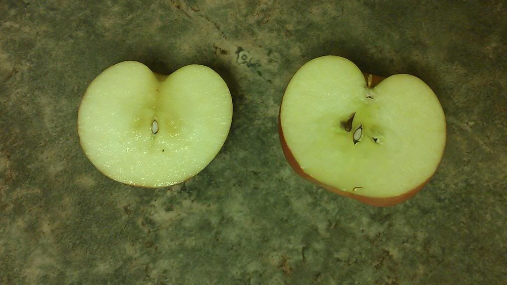 split apple photo IMAG0117_zps708e3e6a.jpg