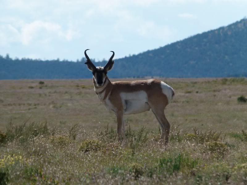 antelope-1.jpg