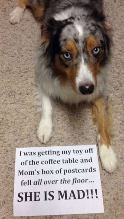 Then she said, “I was getting my toy off of the coffee table and Mom’s box of postcards fell all over the floor…SHE IS MAD!!!â€