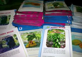 benih pepaya Agro Buah benih pepaya