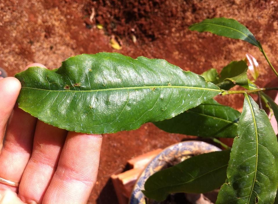 Nhờ Mọi Người Giúp Em. Bệnh Cây Mai