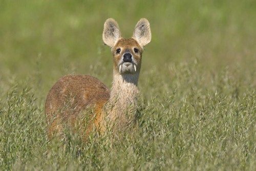  photo fangedchinesewaterdeer.jpg