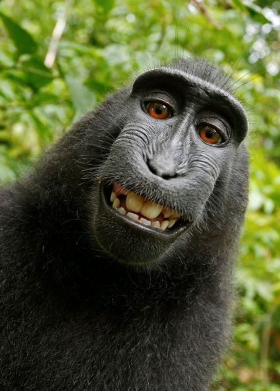  photo grinningmacaque.jpg