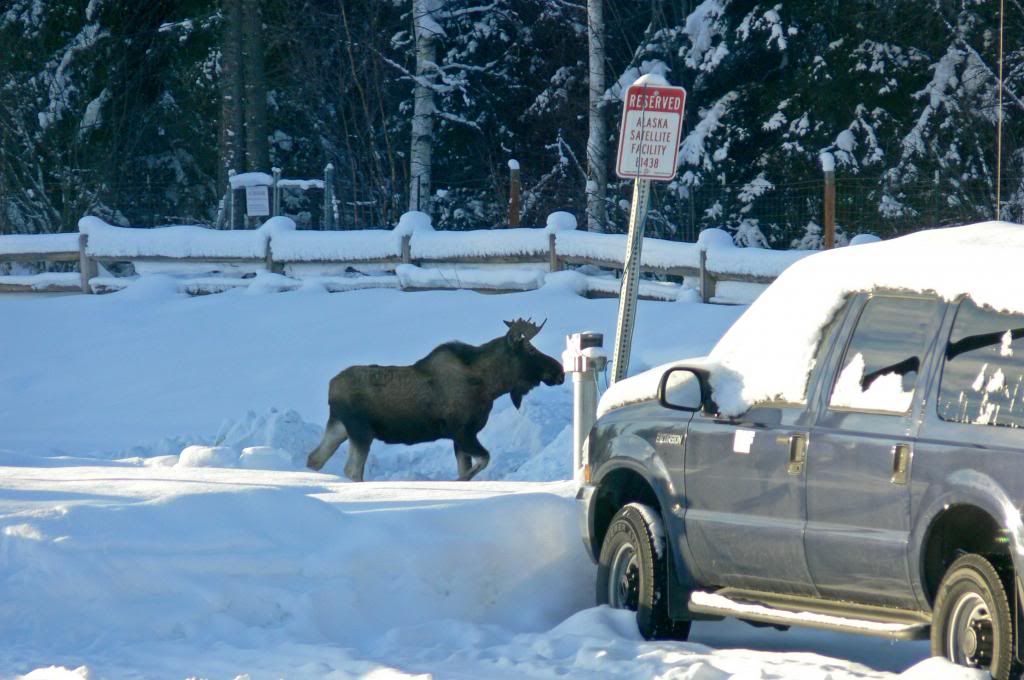  photo moose_parking.jpg