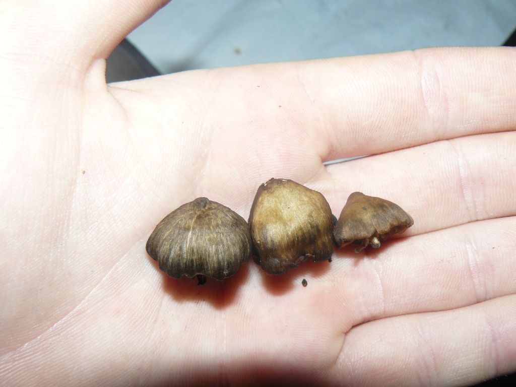 Billede