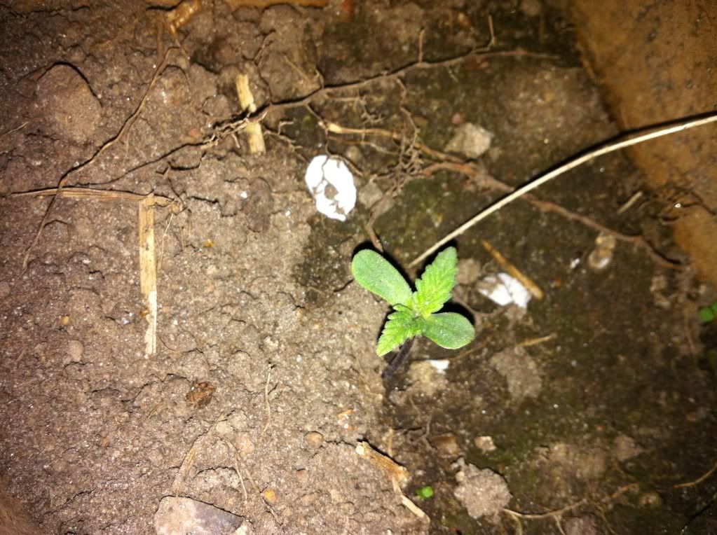 Billede
