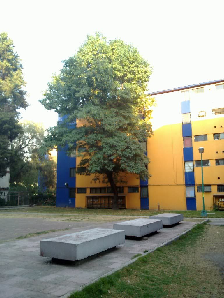 árbol