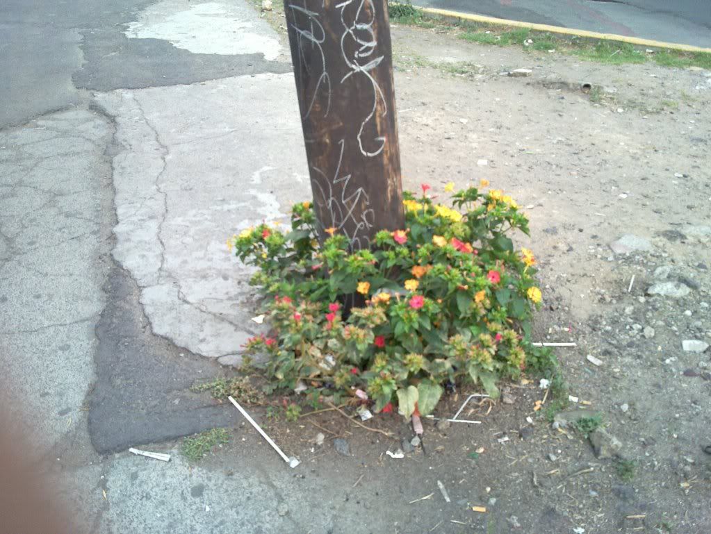 poste,plantas,flores