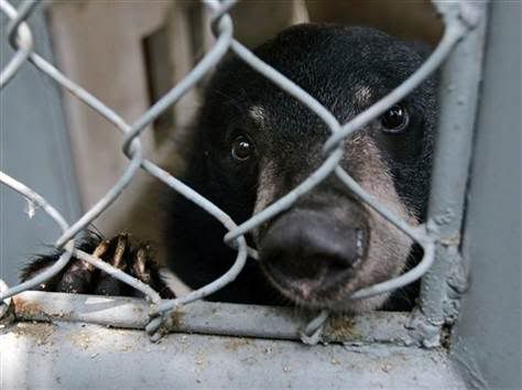 Bear, by Chitose Suzuki, for AP