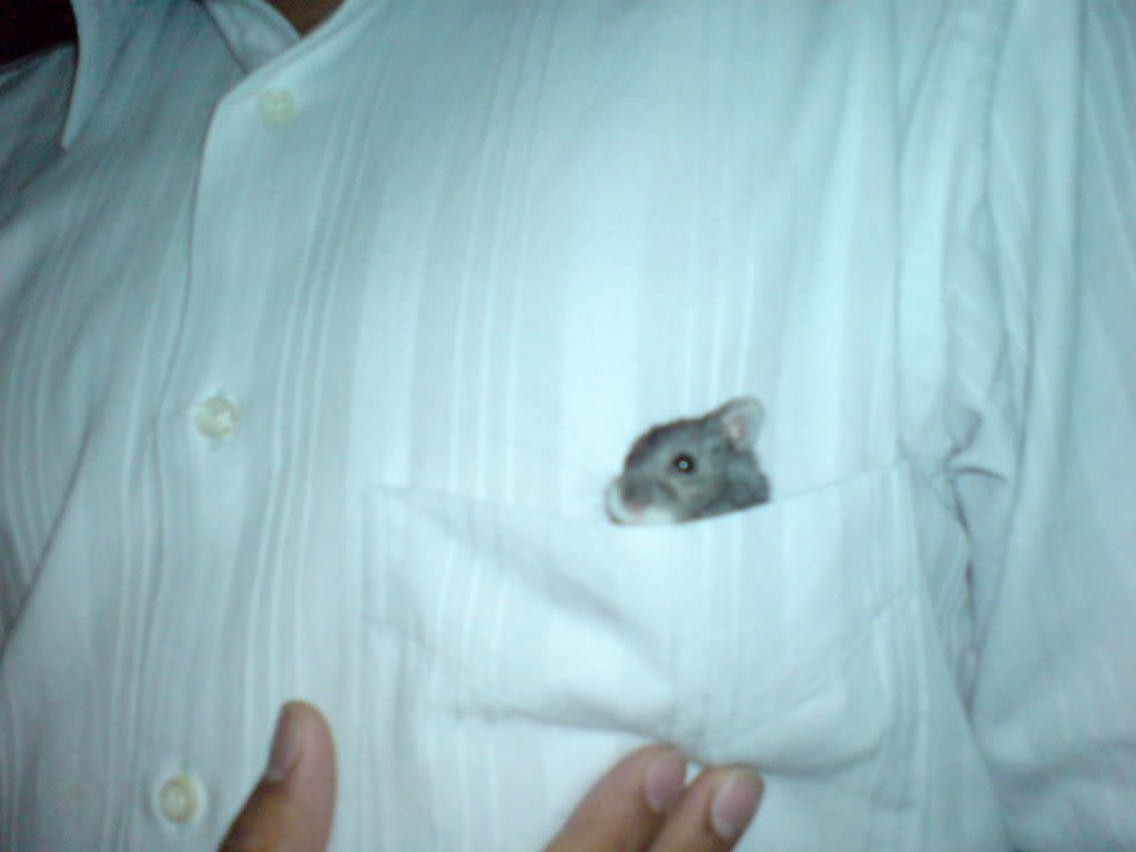 César y Capone