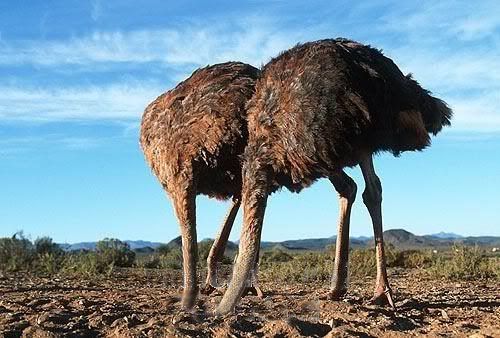 avestruz,ostrich