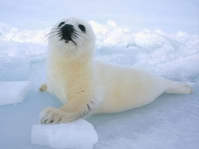 seal,baby