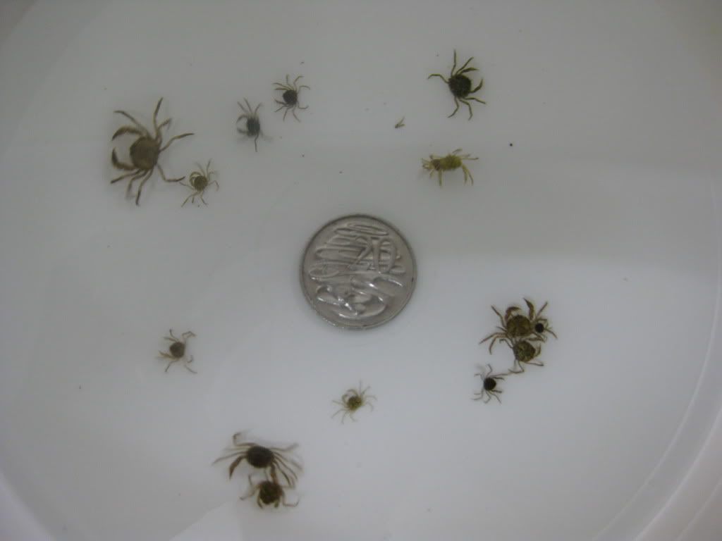 Aquarium Crabs Freshwater