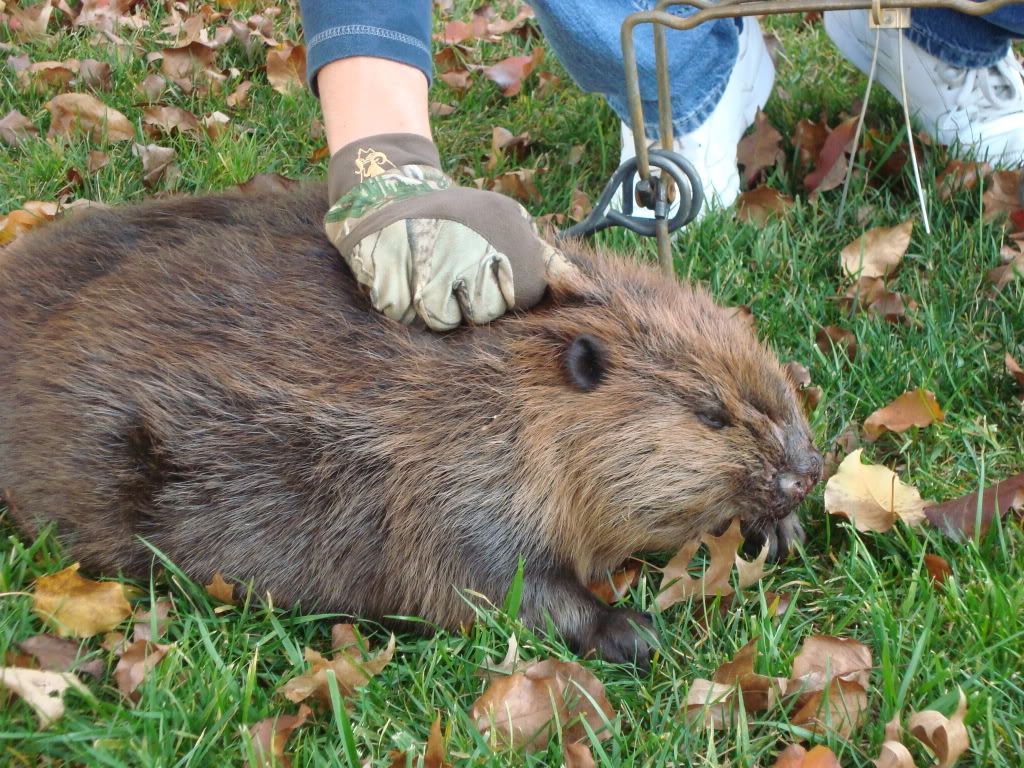 my first nj beaver (pix) New Jersey Hunters