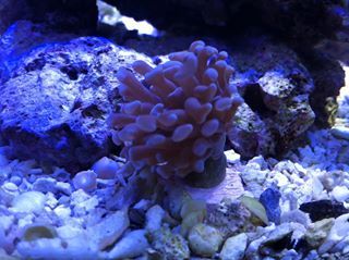 coral1_zpsb42edb96.jpg