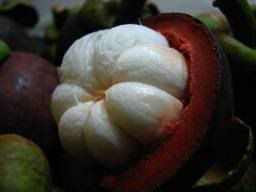 Herbal medicine for blood cancer