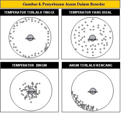 PENYEBARAN DOC DALAM PEMANAS ATAU BROODER www.dokterternak.com