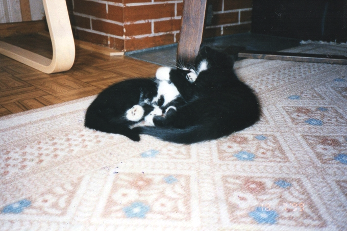photo img017_zps04407618.png