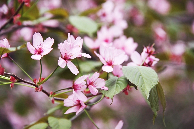 photo vallgaringrd155_zpsa7e74f19.png