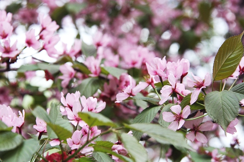 photo vallgaringrd201_zps9f9dda18.png