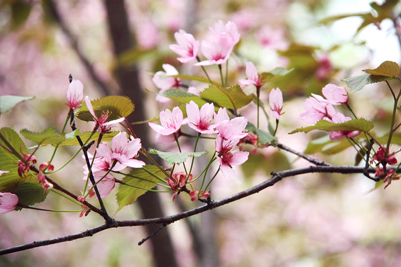 photo vallgaringrd206_zps31a5351d.png